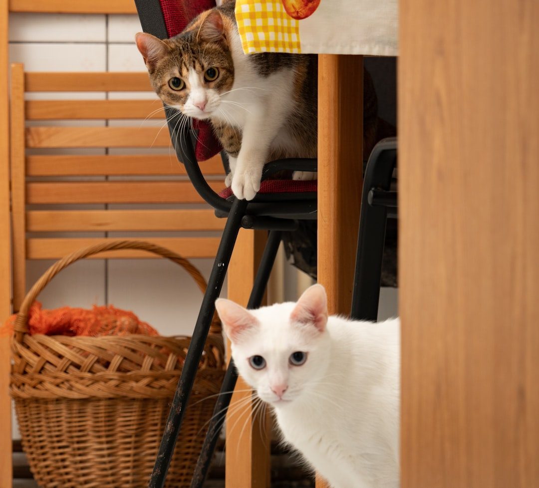 Laundry and Dishwashing Products (Image Credits: Unsplash)