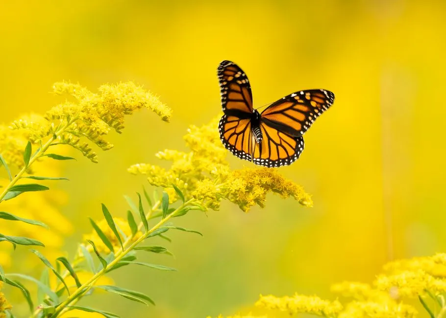 #5 Showy Goldenrod (Solidago speciosa) (Image Credits: Pexels)