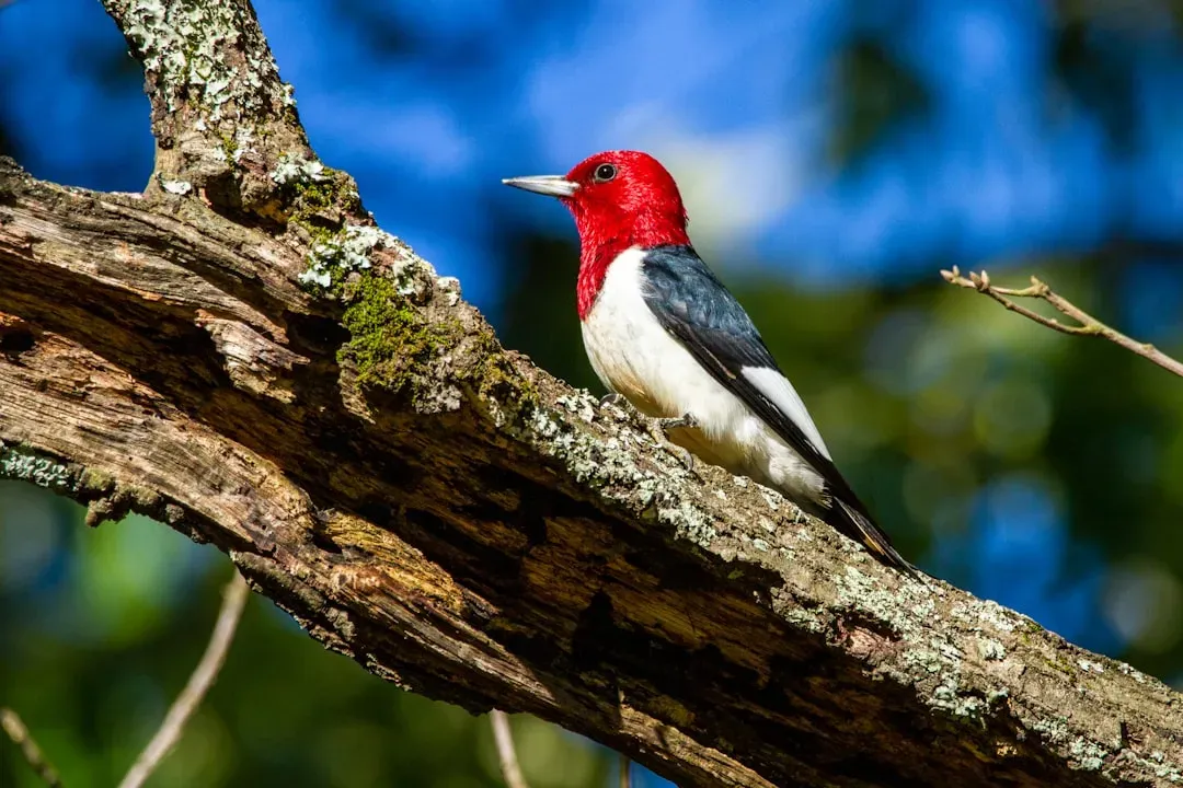 4. The Red-Headed Woodpecker: The One You Won't Forget (Image Credits: Unsplash)