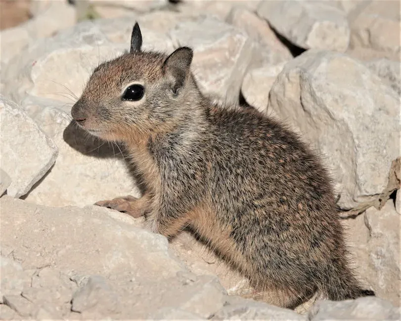 #6. The Mohave Ground Squirrel (Image Credits: Pexels)