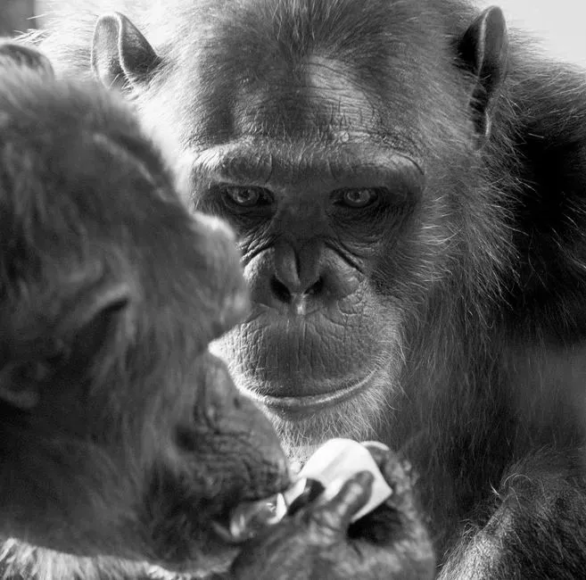 #3 – Chimpanzees That Formed Tight Dyads With One Researcher (Image Credits: Pexels)