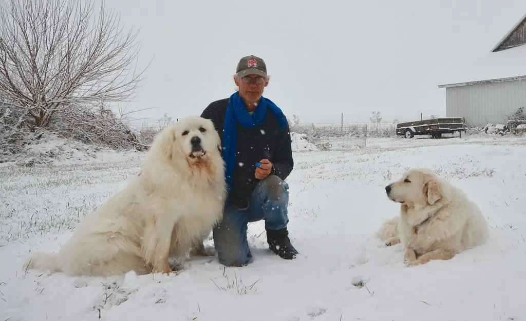24. Great Pyrenees: Calm, Cool, and Watching Over Everything (Aiko, Thomas & Juliette+Isaac, Flickr, CC BY 2.0)