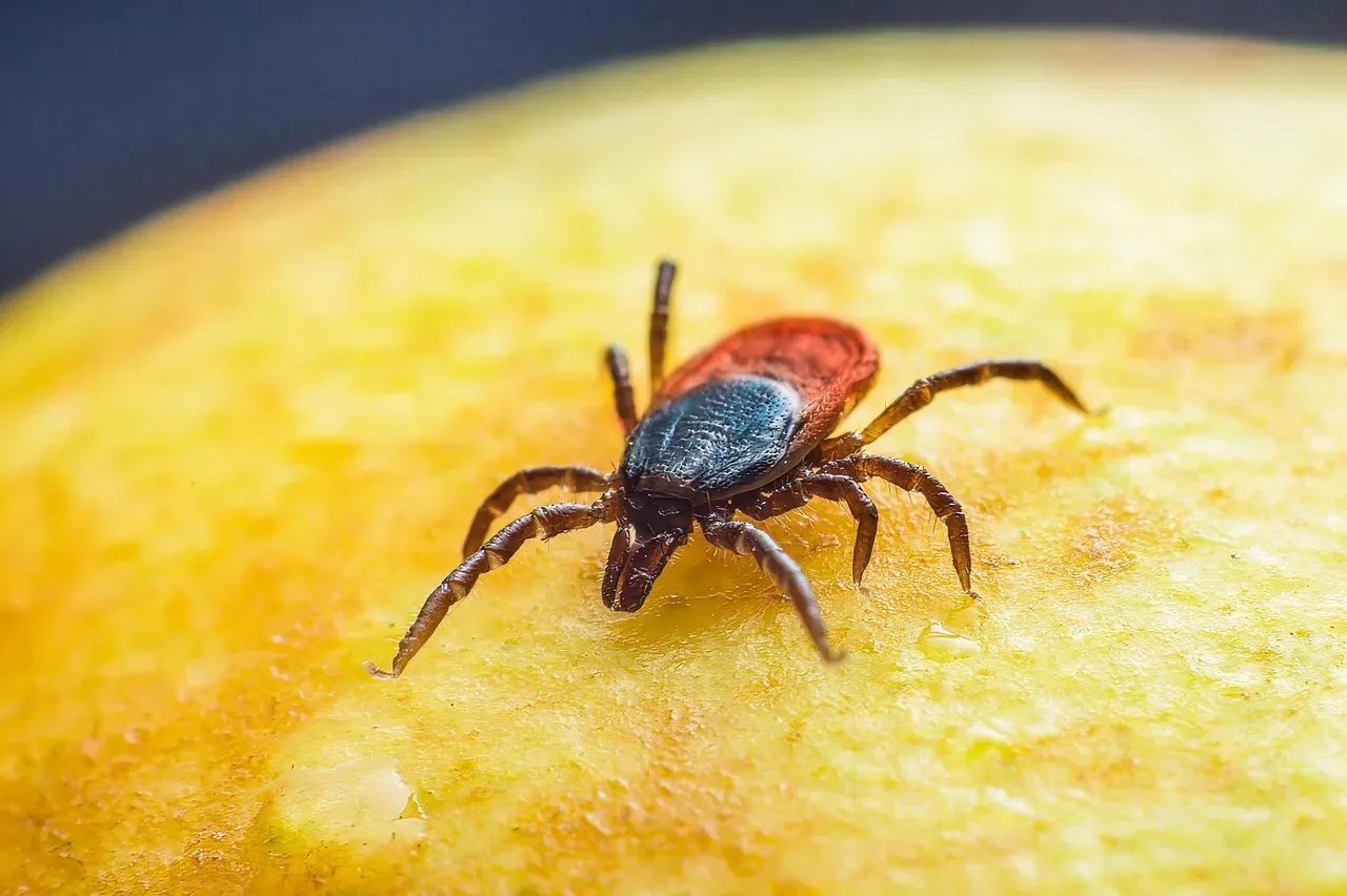 New York's Growing Tick Problem (Image Credits: Pixabay)