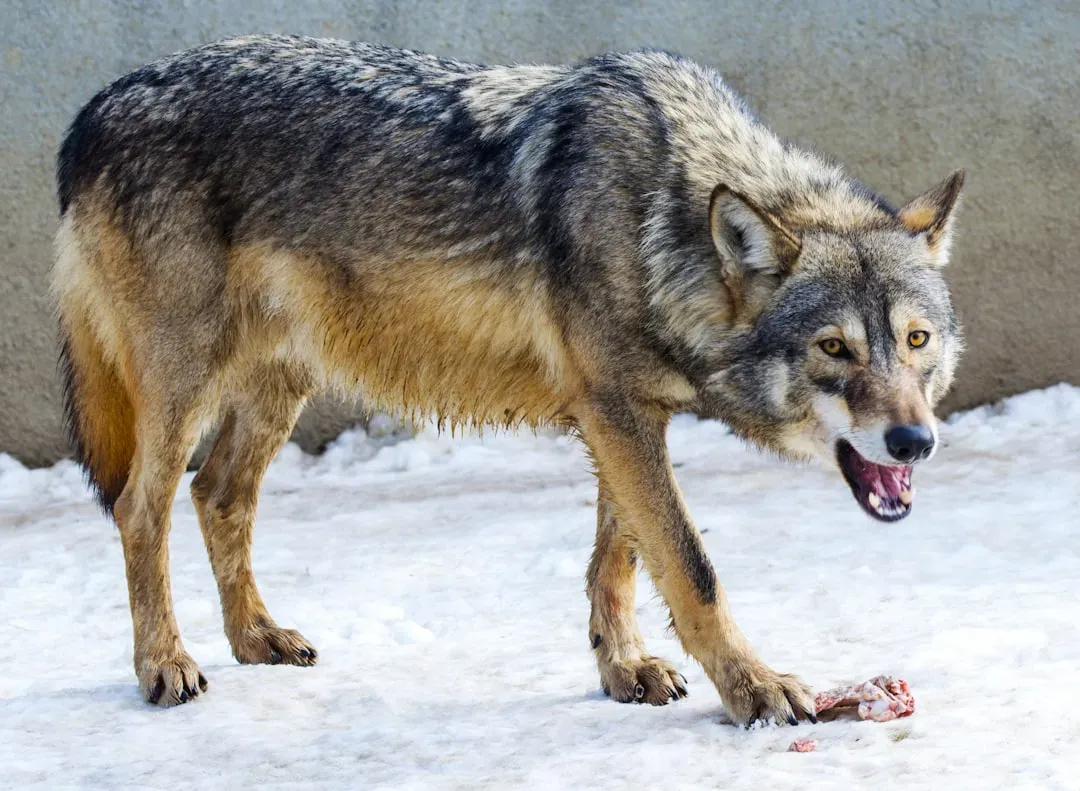What the Future of Predator Recovery Actually Looks Like (Image Credits: Unsplash)