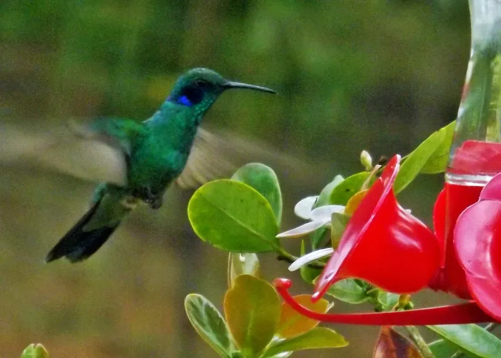 #4: Their Wings Create Lift in Both Directions (young shanahan, Flickr, CC BY 2.0)