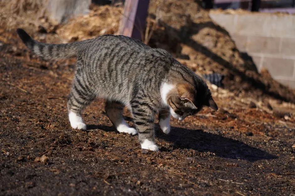The Science Of Scent: Your Cat Is Quietly Claiming You (Image Credits: Pexels)