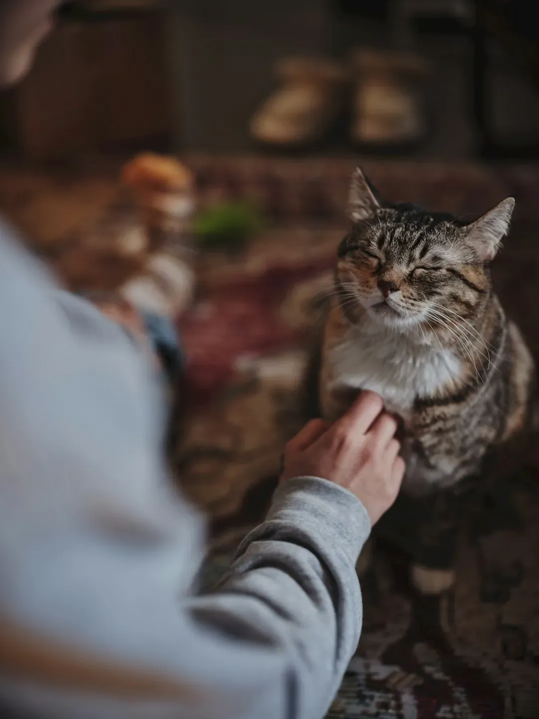 2. Purring Hides More Than Contentment in Cats (Image Credits: Unsplash)