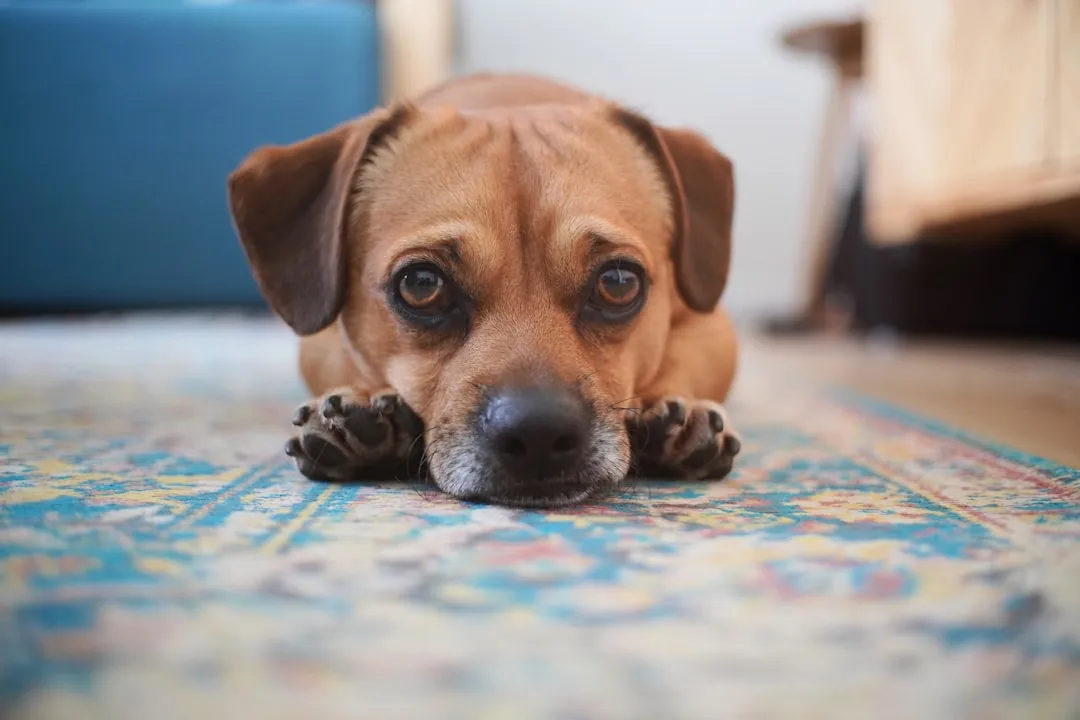 #1 - They Stop Sprinting To The Door When You Come Home (Image Credits: Unsplash)