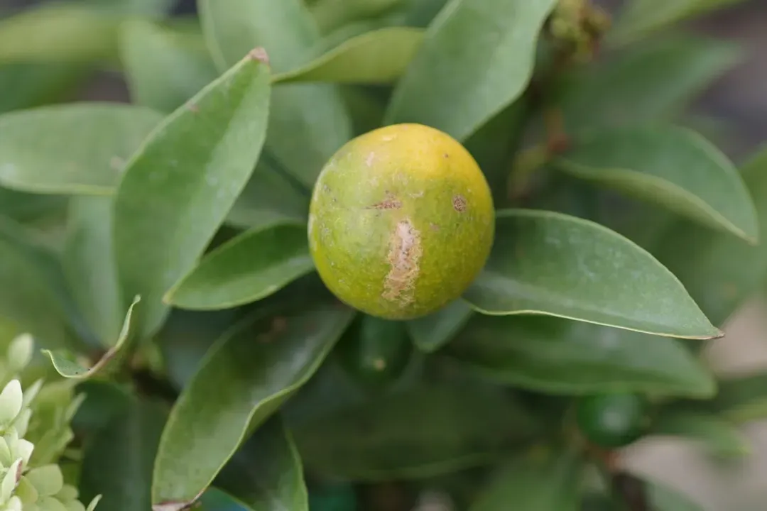 Trick #5: The Eucalyptus Solution With Science Behind It (Image Credits: Unsplash)