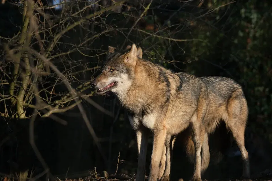 #10 Capricorn (December 22 &ndash; January 19): The Iberian Gray Wolf (Image Credits: Pexels)