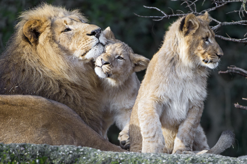 The Christian the Lion Phenomenon (Image Credits: Flickr)