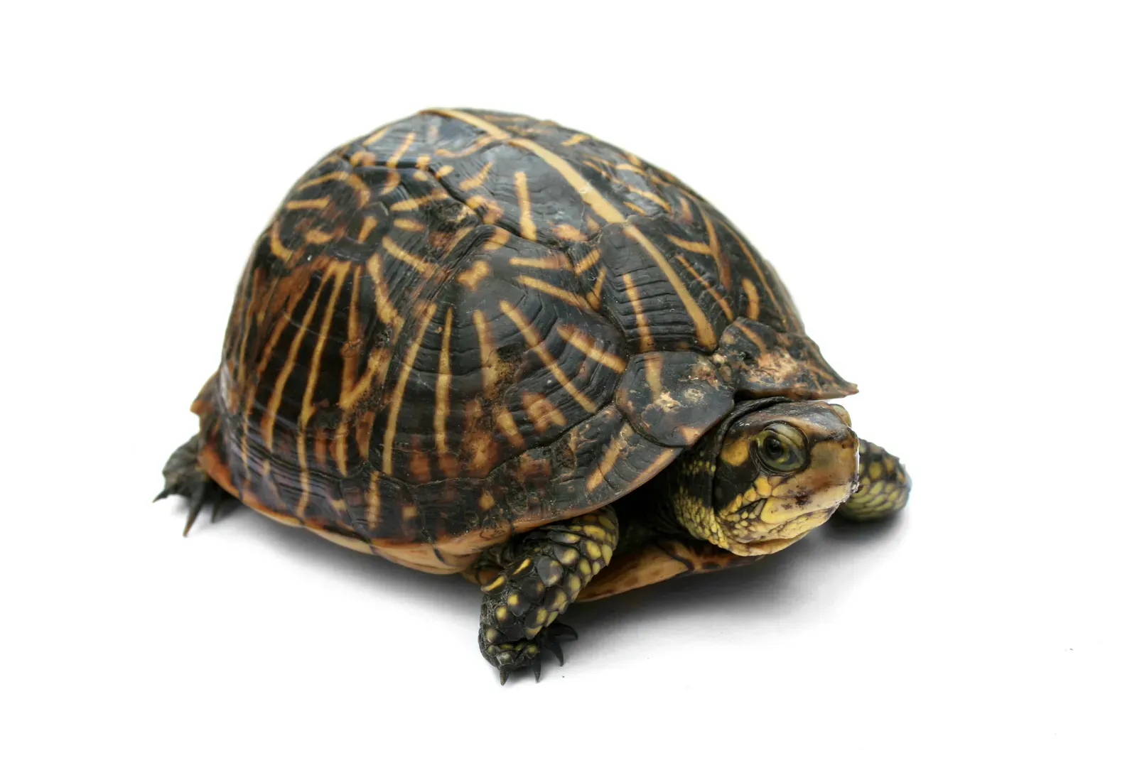 11. The Box Turtle: An Underrated Freeze Survivor (Image Credits: Wikimedia)