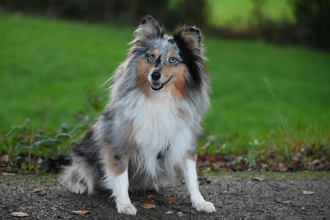#1 - High-Drive Working Line Anything: The Dogs Almost No Busy Family Is Ready For (Image Credits: Pixabay)