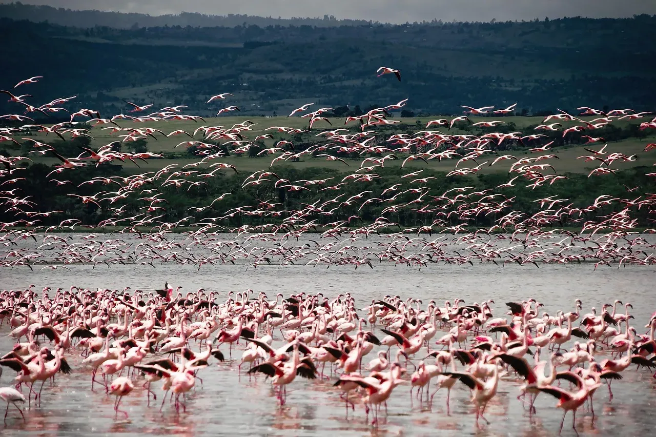 Conclusion: The Migrations That Still Humble Science (Image Credits: Pixabay)