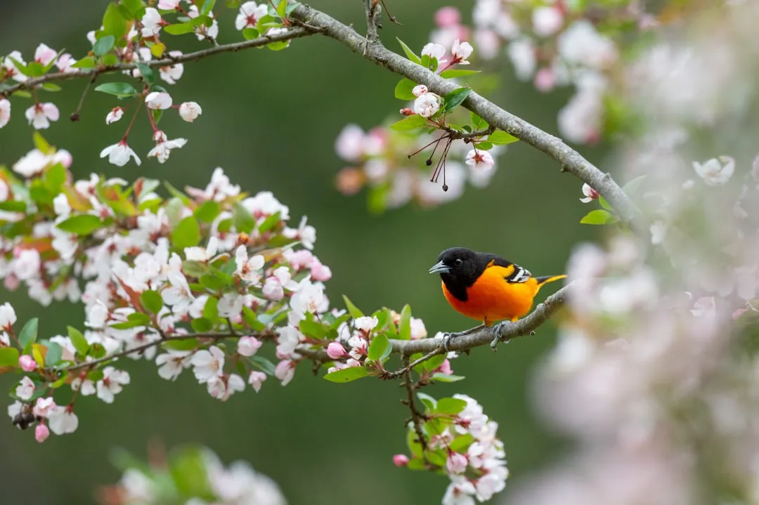 #14 - Baltimore Orioles Rarely Flash Through Canopies Anymore (Image Credits: Unsplash)