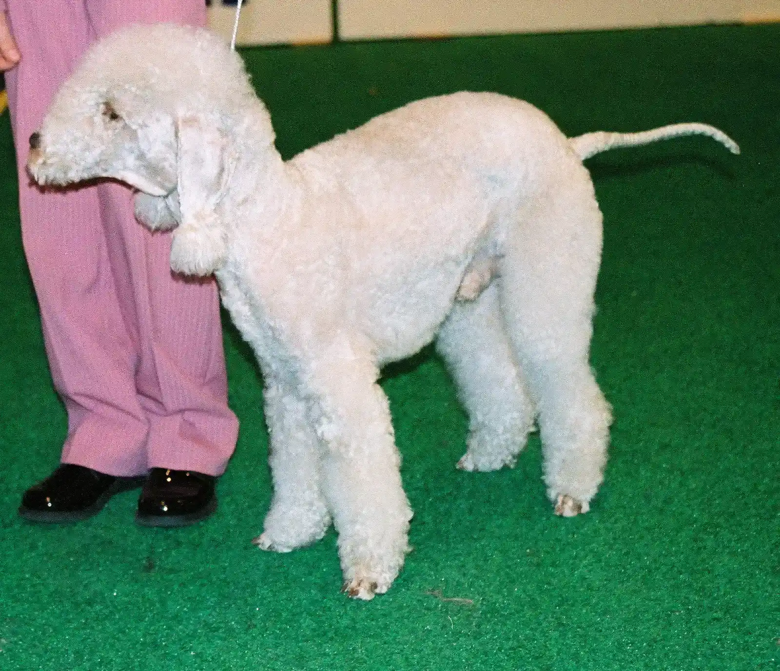 12. The Bedlington Terrier: The Gentle Lamb With a Razor-Sharp Mind (Image Credits: Wikimedia)