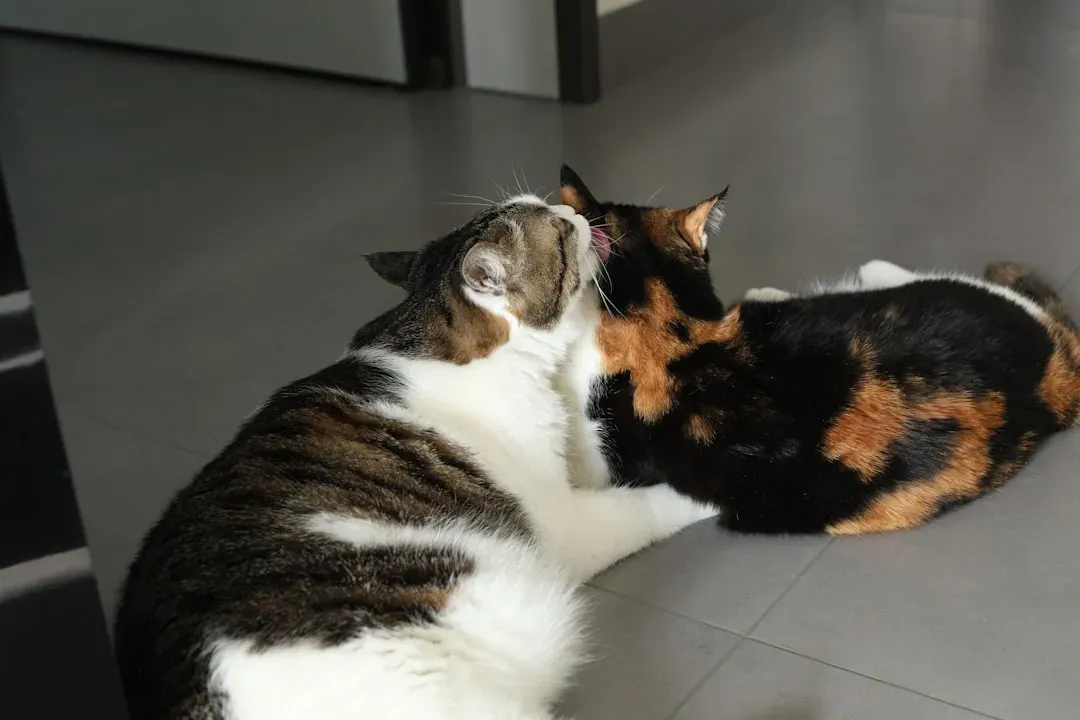 Can One-Person Cats Love Others Too? (Image Credits: Unsplash)