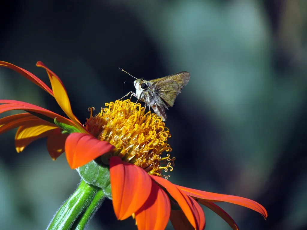 Coneflower: Butterflies and Birds Flock Here (Image Credits: Flickr)
