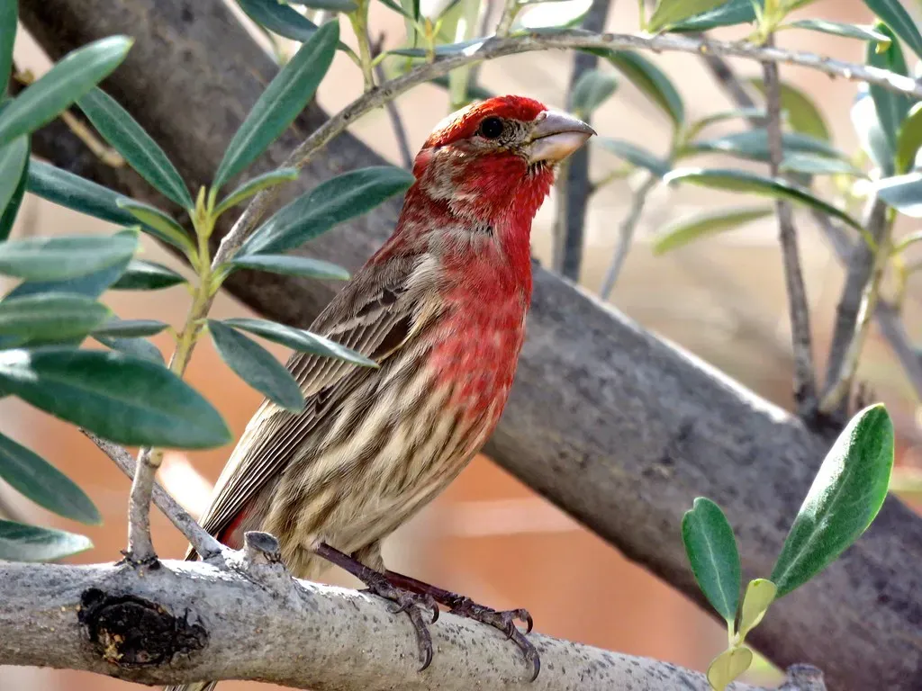 10. The House Finch: The Cheerful, Adaptable Songster (Image Credits: Flickr)