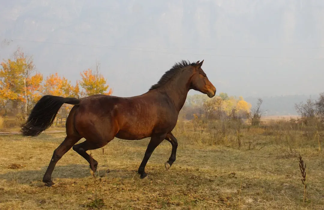 6. Morgan &ndash; The Horse That Built America (Image Credits: Unsplash)