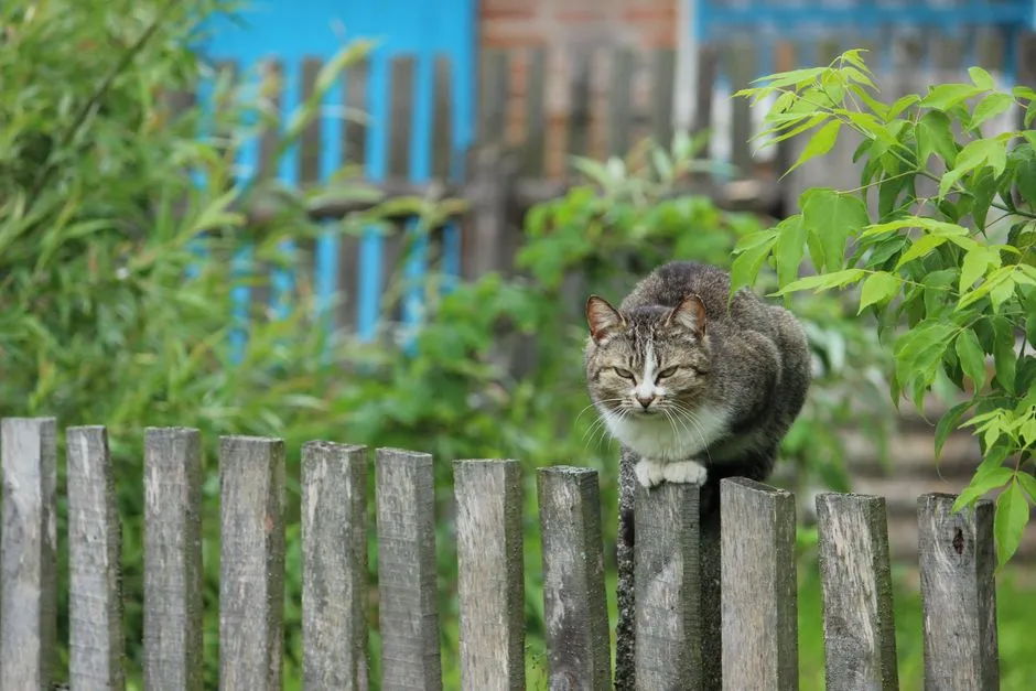 #15 - More Respect for Their Boundaries With Other Pets (Image Credits: Pexels)