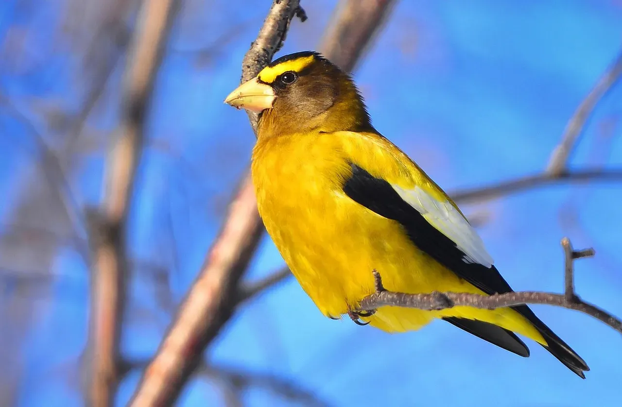 Evening Grosbeak (Image Credits: Pixabay)