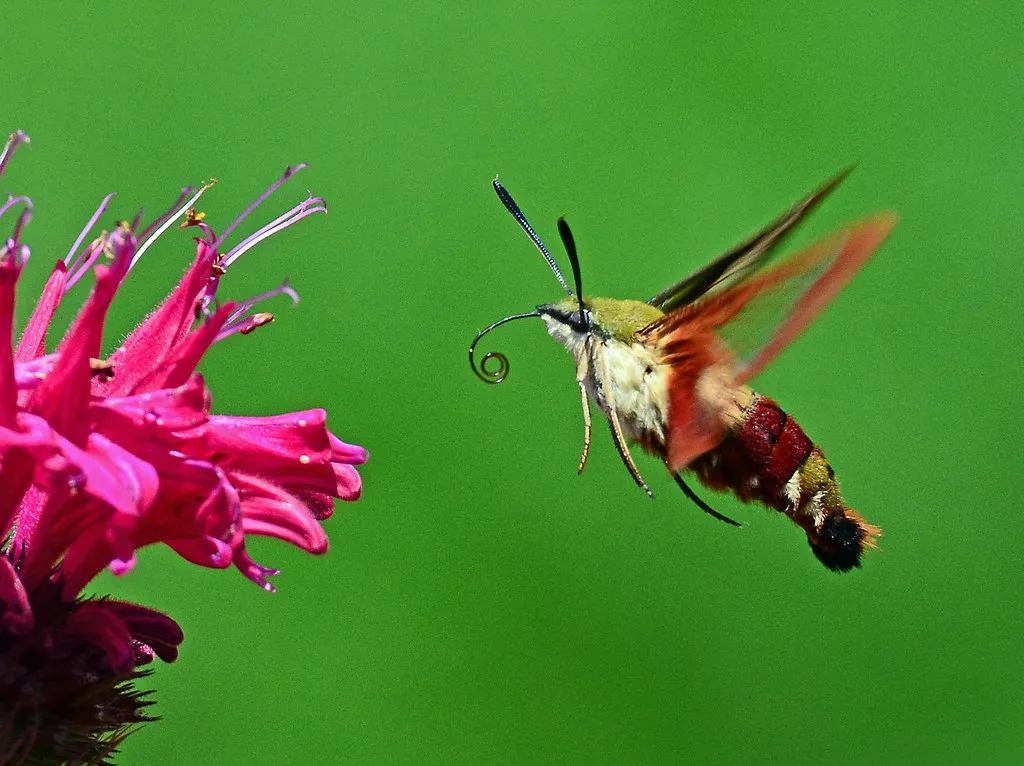 #19 - Bee Balm (Magnet) vs. Petunias (Mostly Ignored) (AcrylicArtist, Flickr, CC BY 2.0)