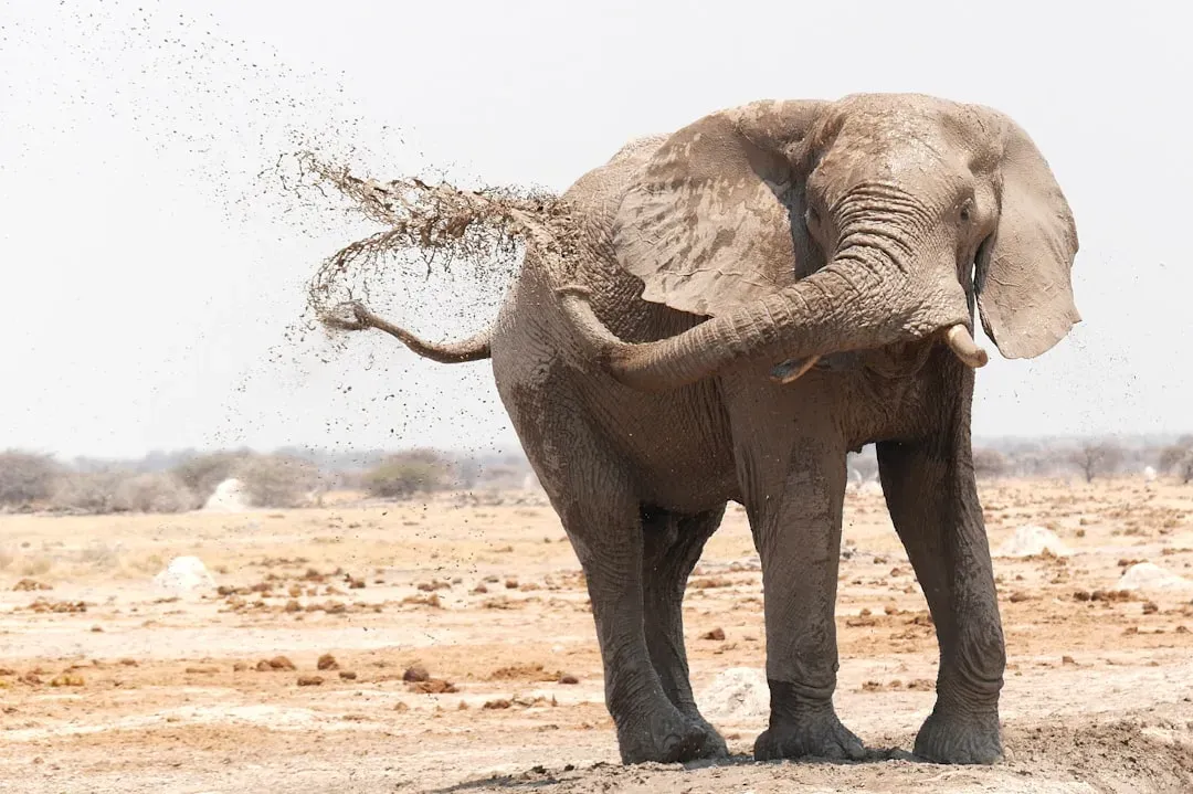 #8 &ndash; The Elephant That Vocalizes Differently for One Caregiver (Image Credits: Unsplash)
