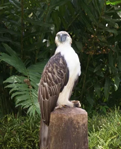They Have One of the Longest Breeding Cycles on Earth (Image Credits: Wikimedia)