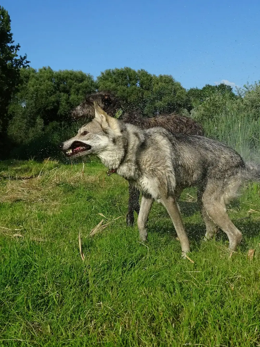 Gemini: The Dire Wolf (Image Credits: Unsplash)