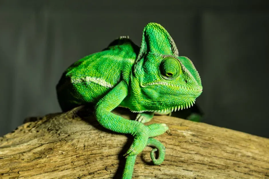 Conclusion: A Window Into Evolution's Most Creative Work (Image Credits: Pexels)
