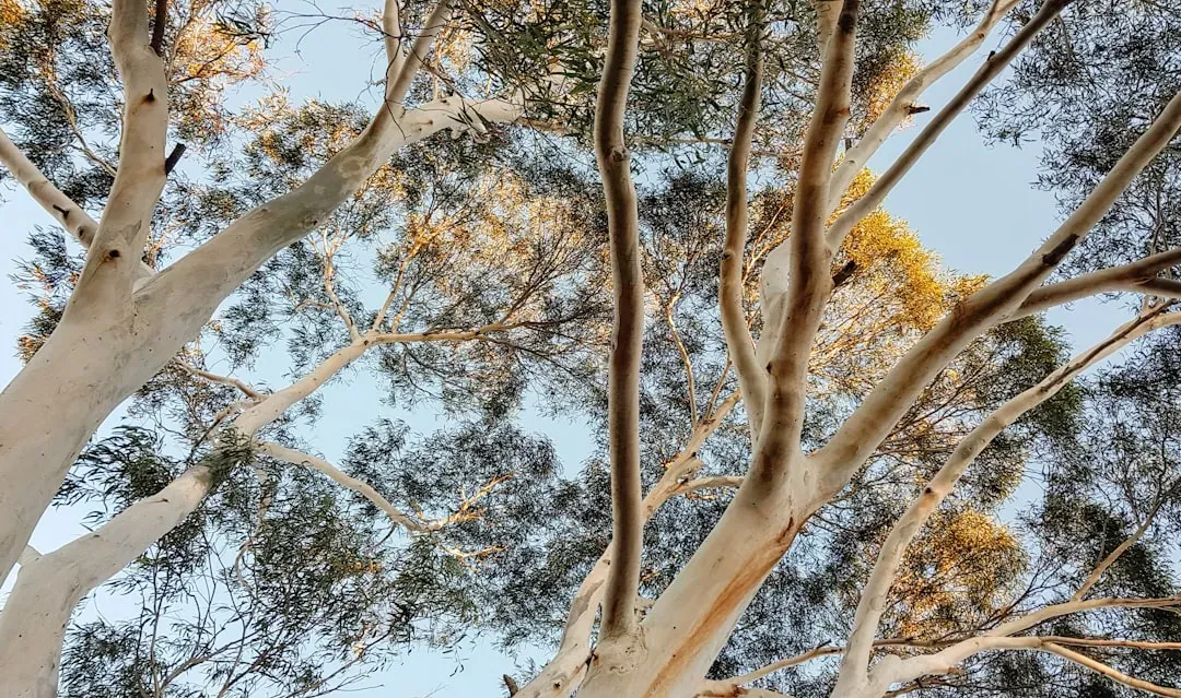 #8. Black Gum (Nyssa sylvatica) (Image Credits: Unsplash)