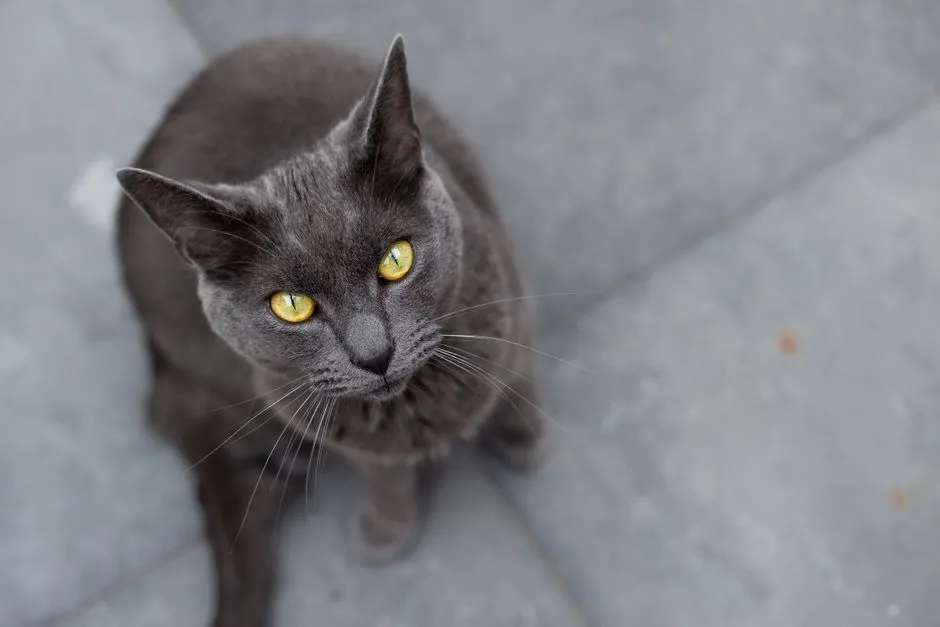 #10 - Chartreux: The Smiling Shadow Who Loves Peace (Image Credits: Pexels)