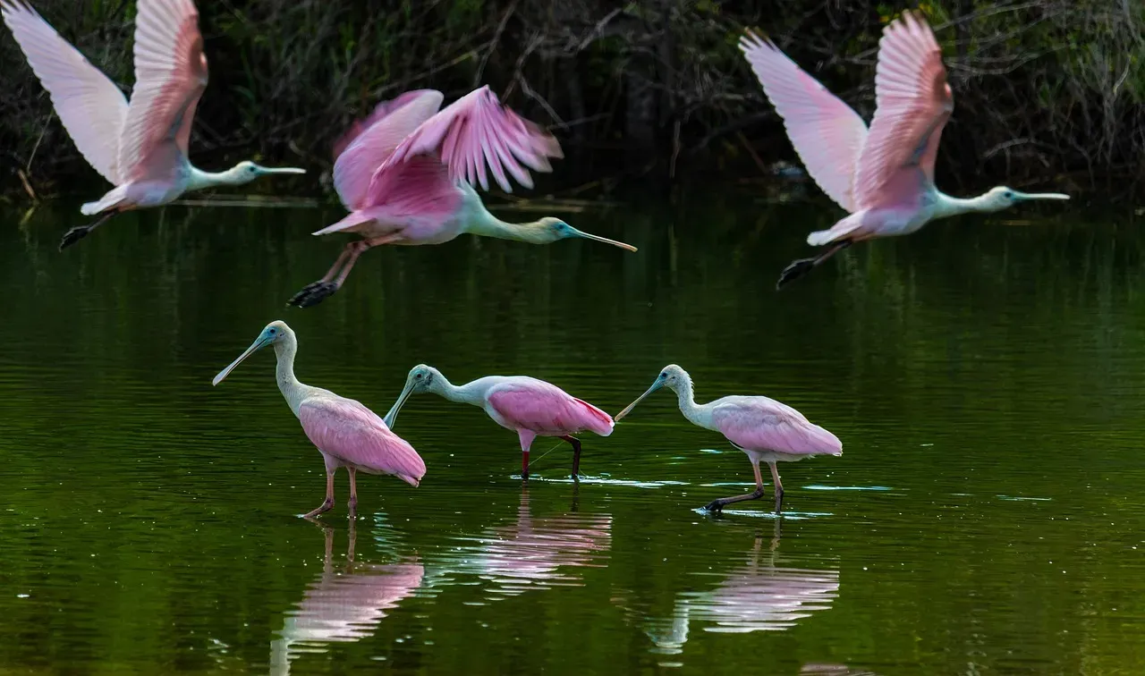 Libra (September 23 &ndash; October 22): The Roseate Spoonbill (Image Credits: Pixabay)