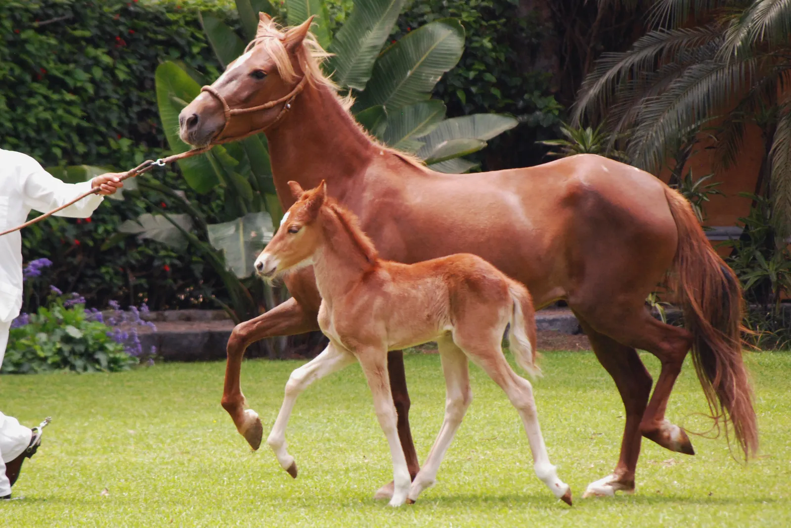#15 - Young Horse of Any Breed (originally posted to Flickr as Lima_2010 09 22_0083, CC BY-SA 2.0)
