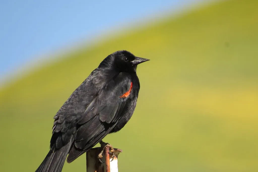 7. Tricolored Blackbird (Kaaren Perry, Flickr, CC BY 2.0)