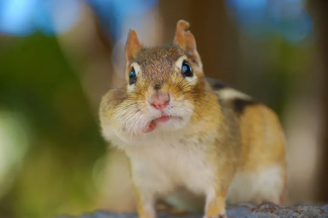 #2: Their Cheek Pouches Can Triple the Size of Their Head (Image Credits: Unsplash)