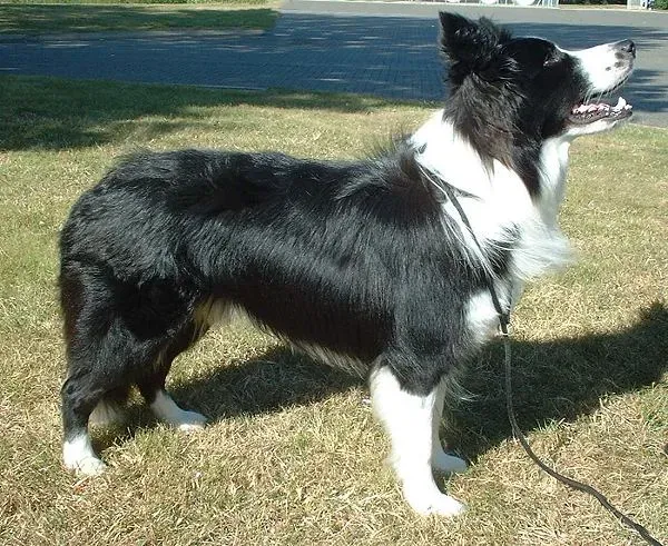 Capricorn: Ambitious Achievers Appreciate Disciplined Dogs (Image Credits: Wikimedia)