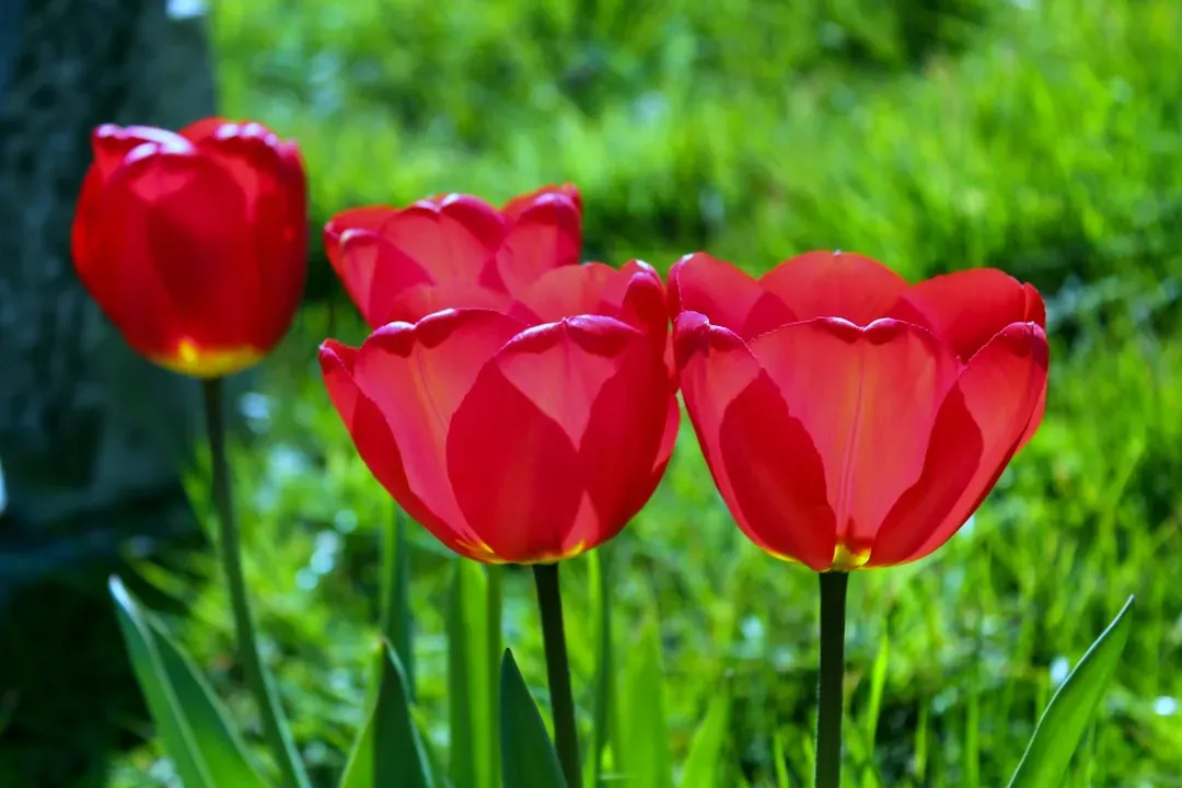 Wild Tulips: When Your Garden Flower Faces Extinction (Image Credits: Unsplash)