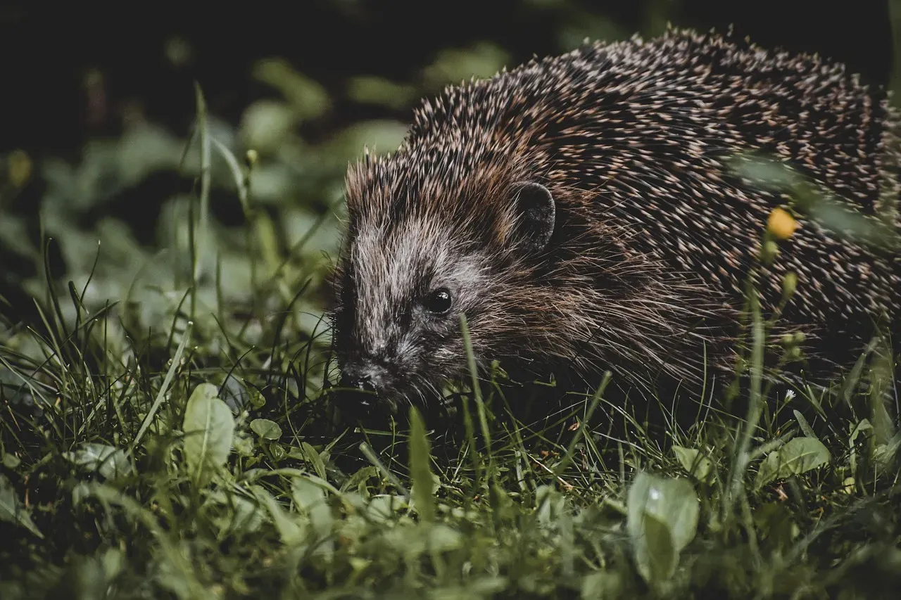 Conclusion: The Magic We're Missing (Image Credits: Pixabay)