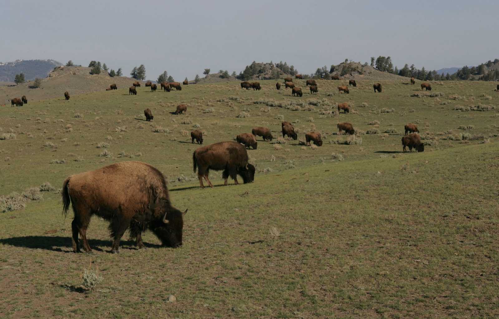 Colorado's High Country Herds (Image Credits: Wikimedia)