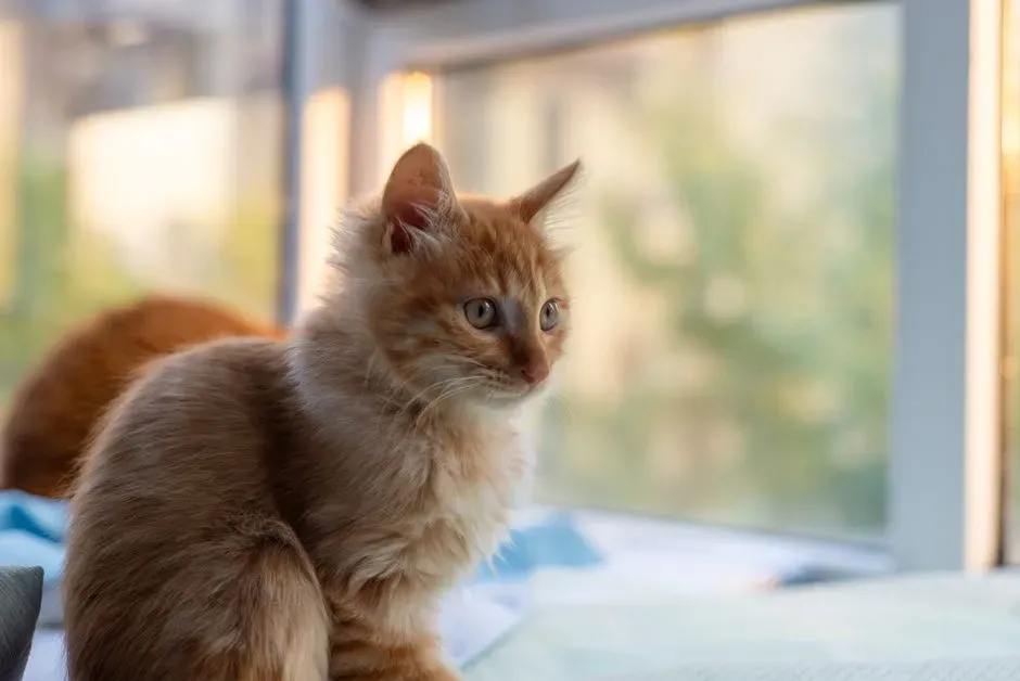 3. Keep Cats Indoors (Image Credits: Pexels)