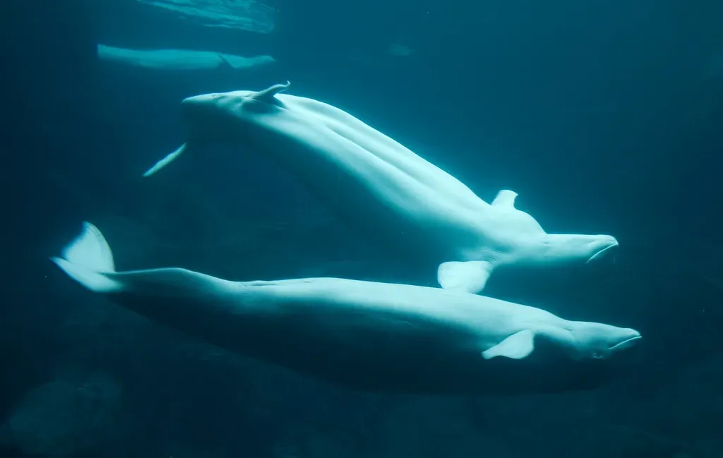 A Narwhal Was Adopted by a Pod of Beluga Whales (brian.gratwicke, Flickr, CC BY 2.0)