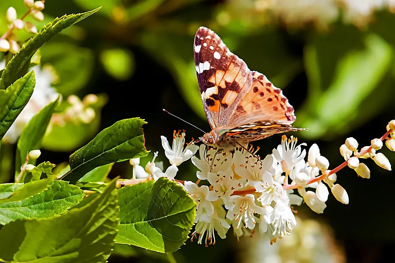 The Painted Lady: Holder of the Longest Known Insect Migration (Image Credits: Pixabay)