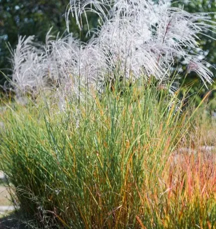 #5 - Let Ornamental Grasses Stand Through Winter (Image Credits: Pexels)