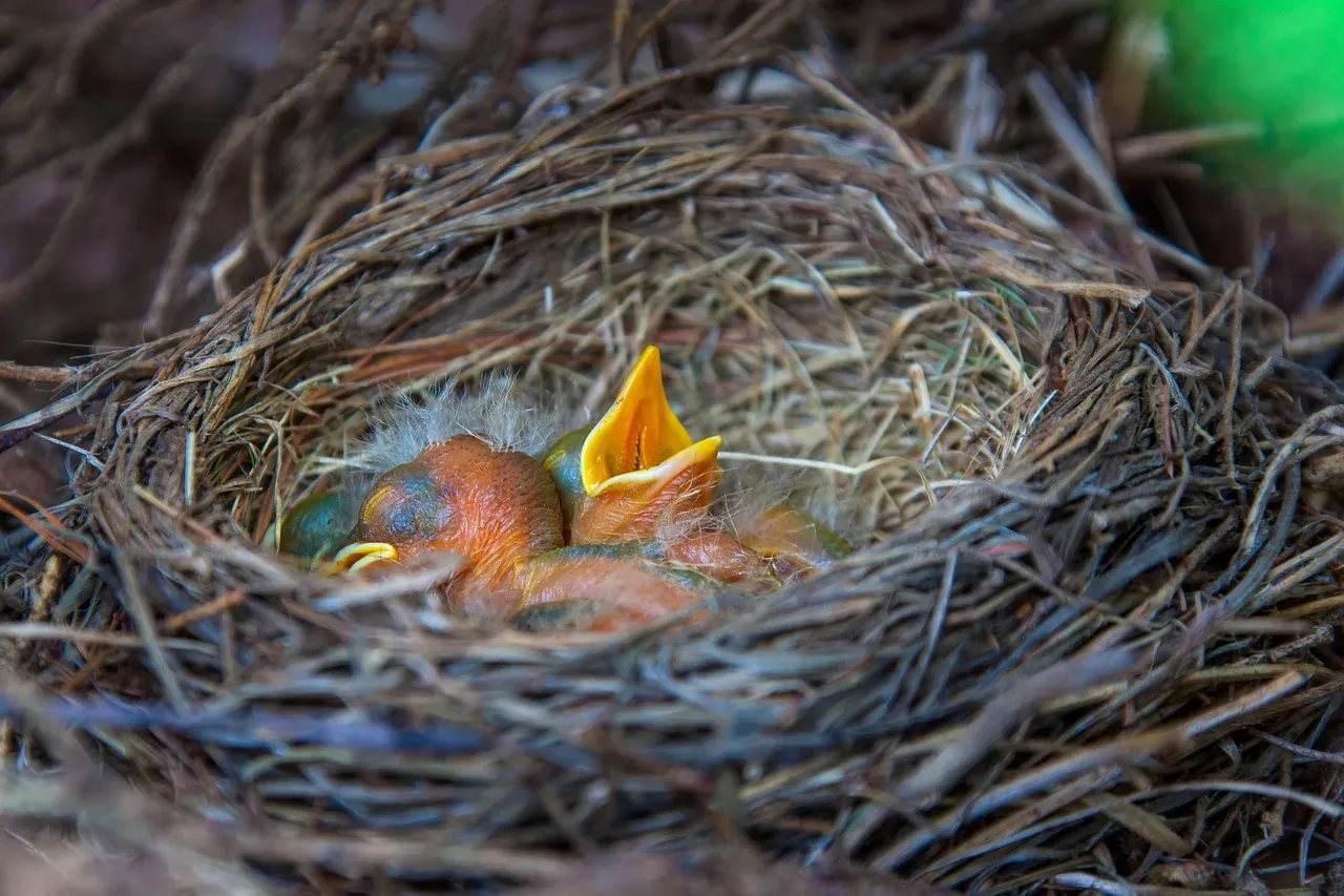 Understanding the Difference Between Nestlings and Fledglings (Image Credits: Pixabay)