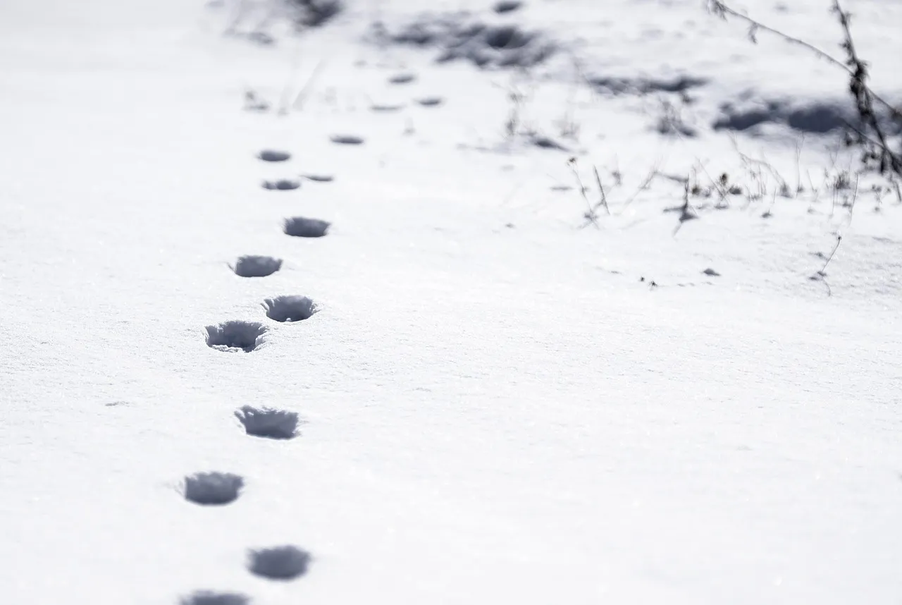 What To Look For Instead Of The Cat Itself (Image Credits: Pixabay)
