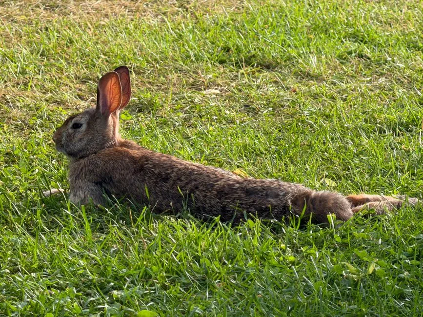 18. Rabbits Stay Loose and Relaxed Instead of Freezing (Image Credits: Pexels)