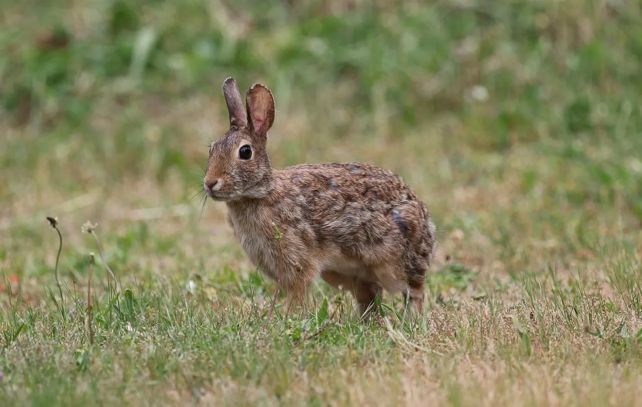 #4 Desert Cottontail Rabbit (Image Credits: Pixabay)