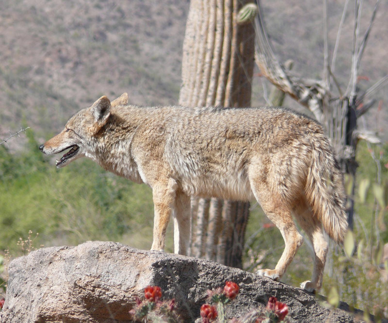 Arizona: Desert Specialists (Image Credits: Wikimedia)